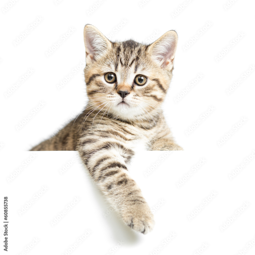 Obraz premium Cat or kitten isolated on white