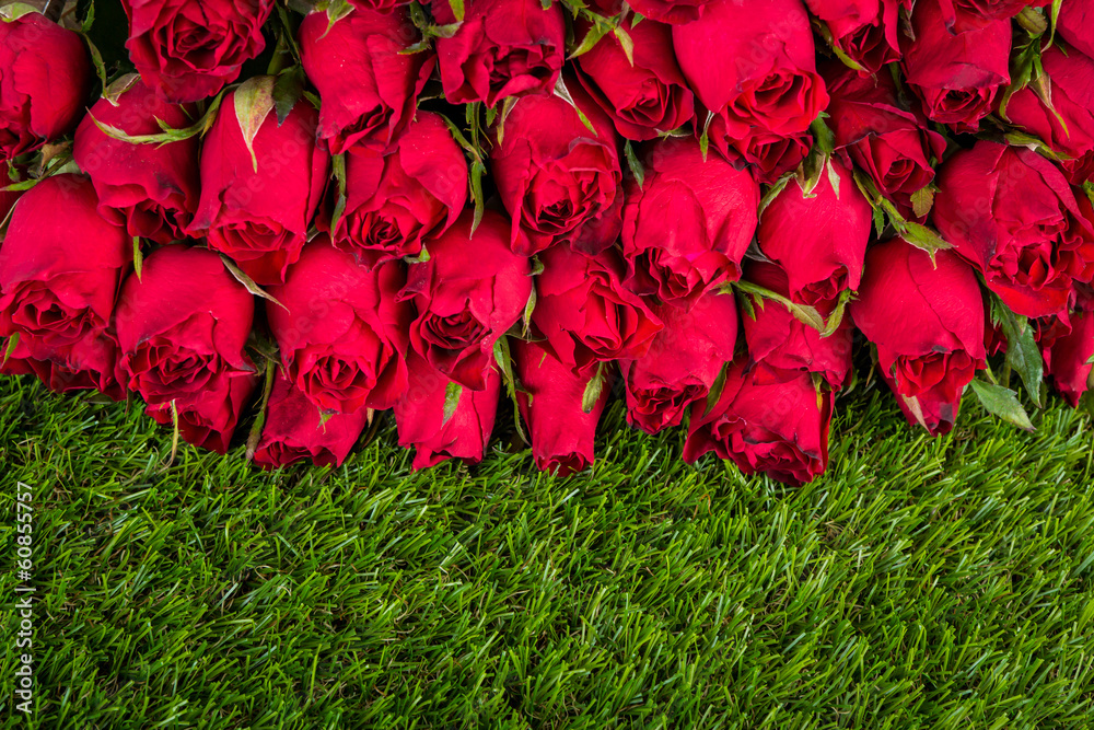 Red rose on green grass background