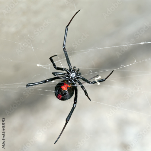 Spider, Australian Red-back, female spider at rest on web