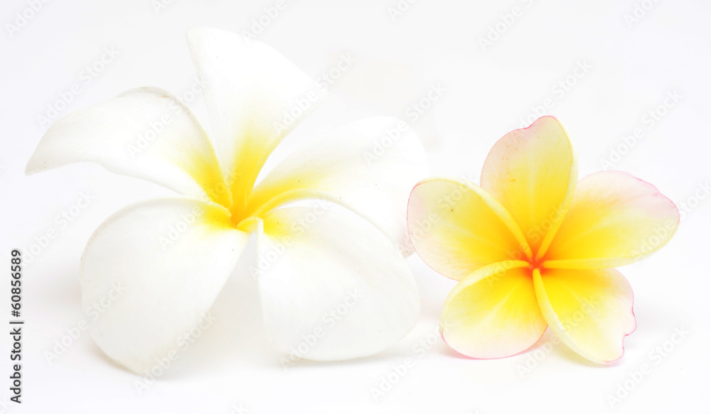 Naklejka premium frangipani