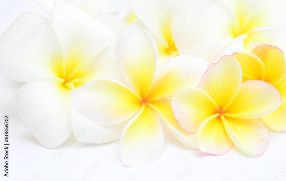 frangipani frangipani