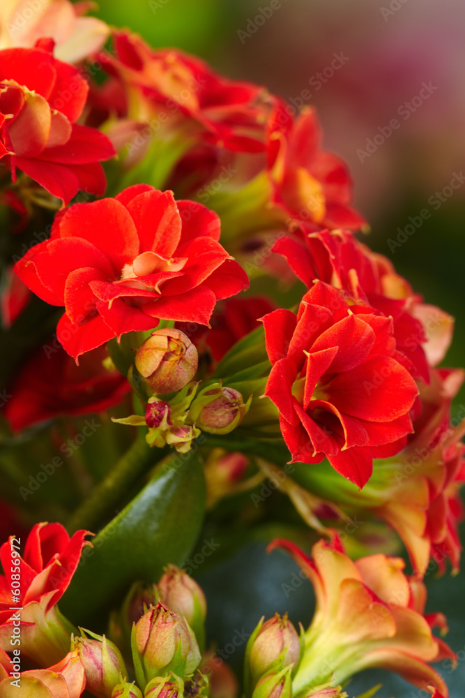Amaryllis Amaryllis