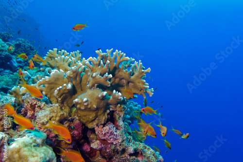 Fototapeta Naklejka Na Ścianę i Meble -  coral reef  at the bottom of tropical sea