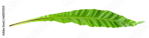 Bird's nest fern leaf on white background