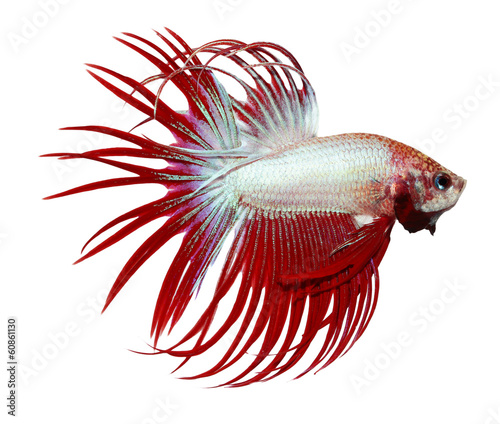 siamese fighting fish , betta isolated on white background