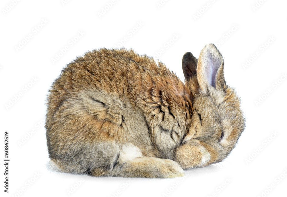 Śpiący królik - obrazy, fototapety, plakaty 