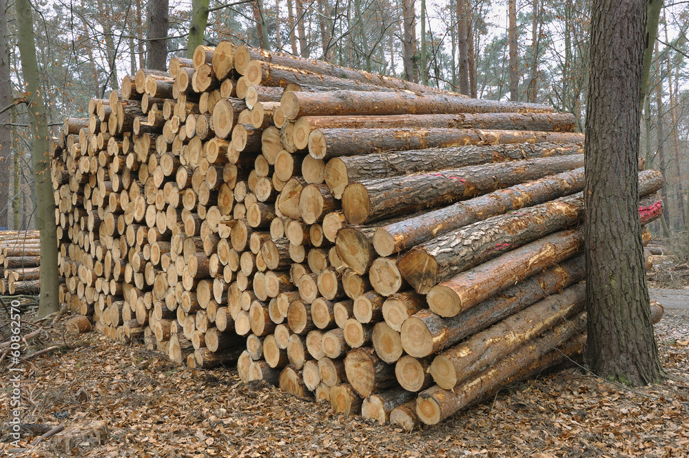 Stacked Logs