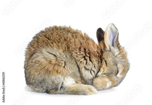 Śpiący królik
