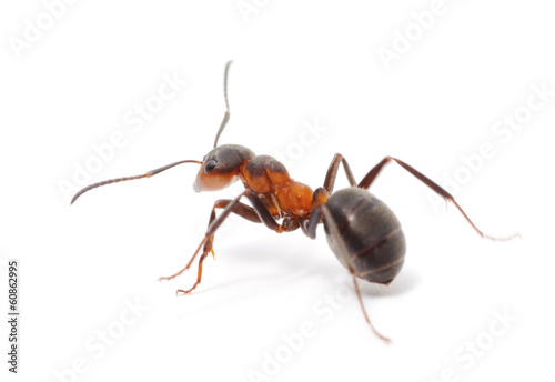 Odosobniona Czerwona mrówka
