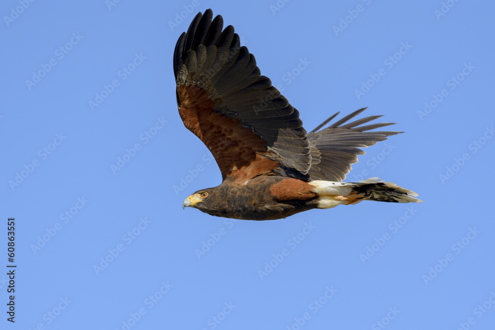 Obraz premium Harris Hawk in Flight