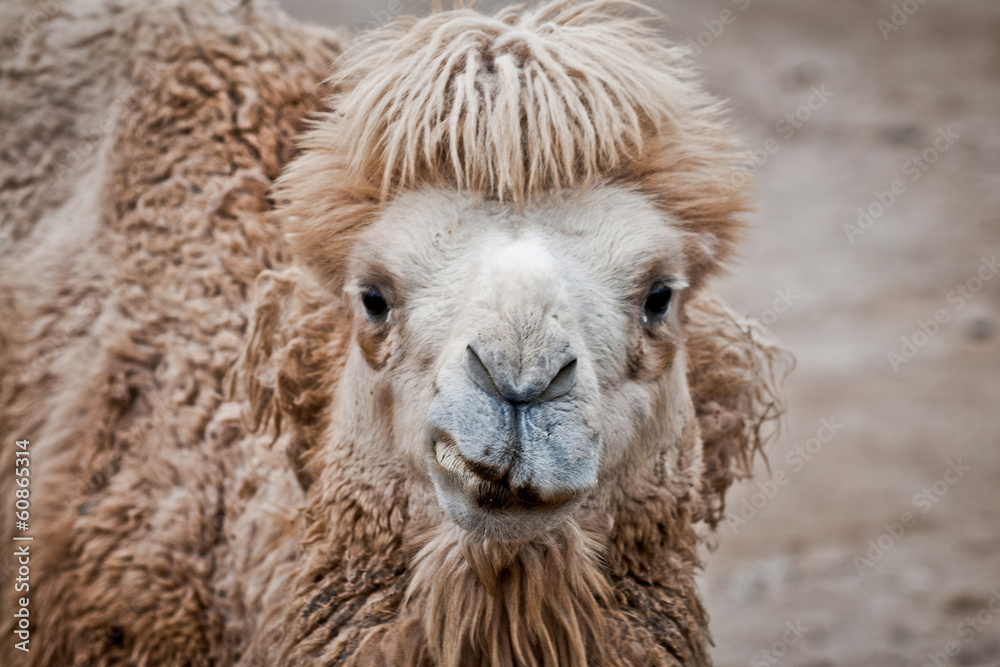 Camelus ferus bactrianus - Bactrian camel or Domestic camel