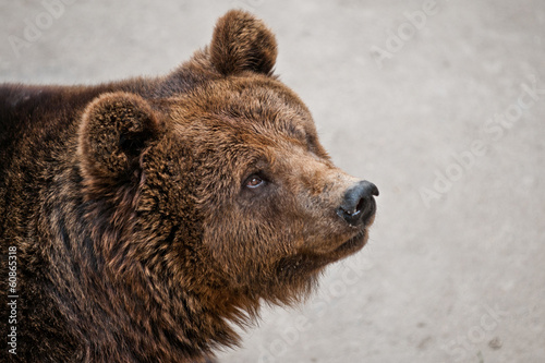 Ursus arctos commonly know as Brown bear