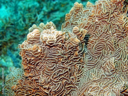 Stone coral, island Maktan, Philippine