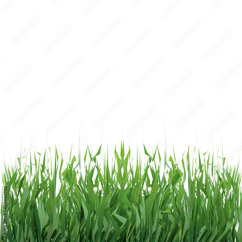 Fototapeta premium Grass on white background