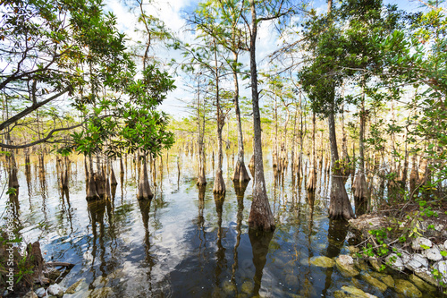 Florida landscapes photo