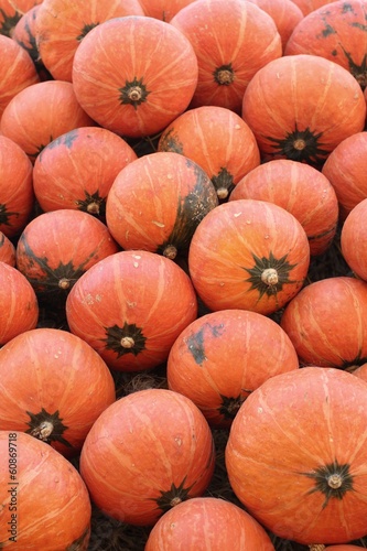 Harvest fresh pumpkin orange