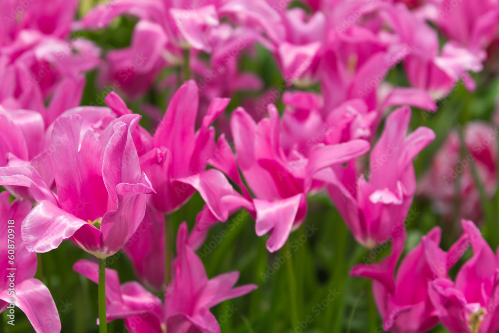 beautiful tulips