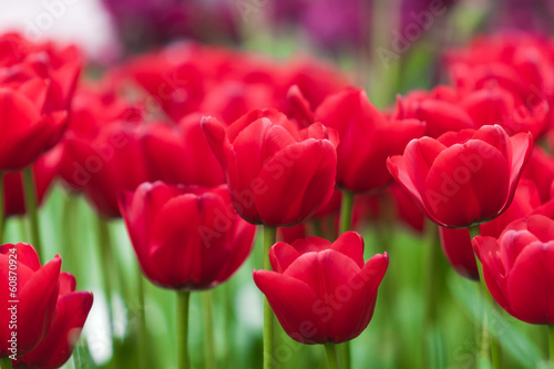 beautiful tulips