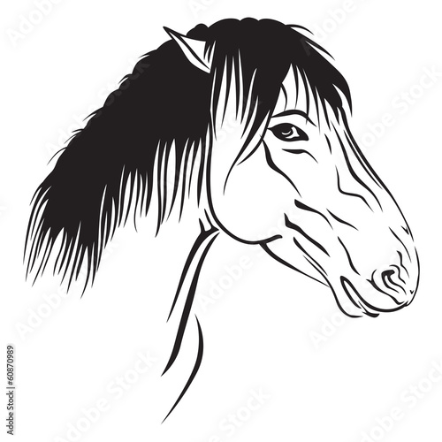 Horses muzzle