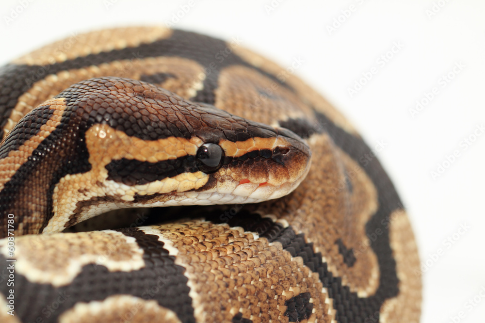Obraz premium Ball Python close up