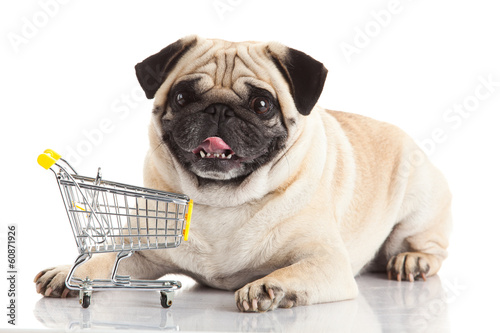 Pug dog with shopping cart isolated on white. © EwaStudio