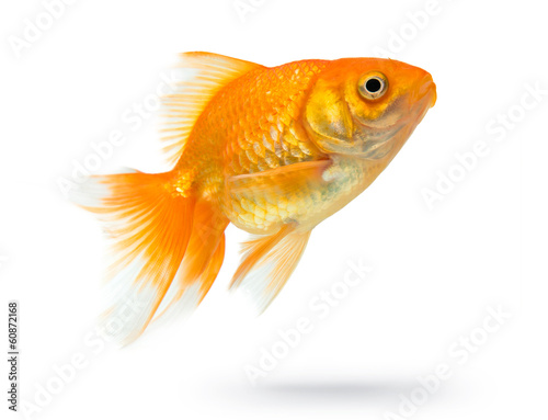 Gold fish on white background.