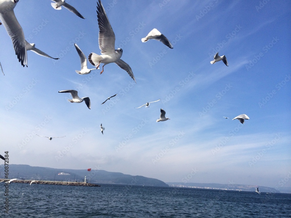 Fototapeta premium Martı Kuşları