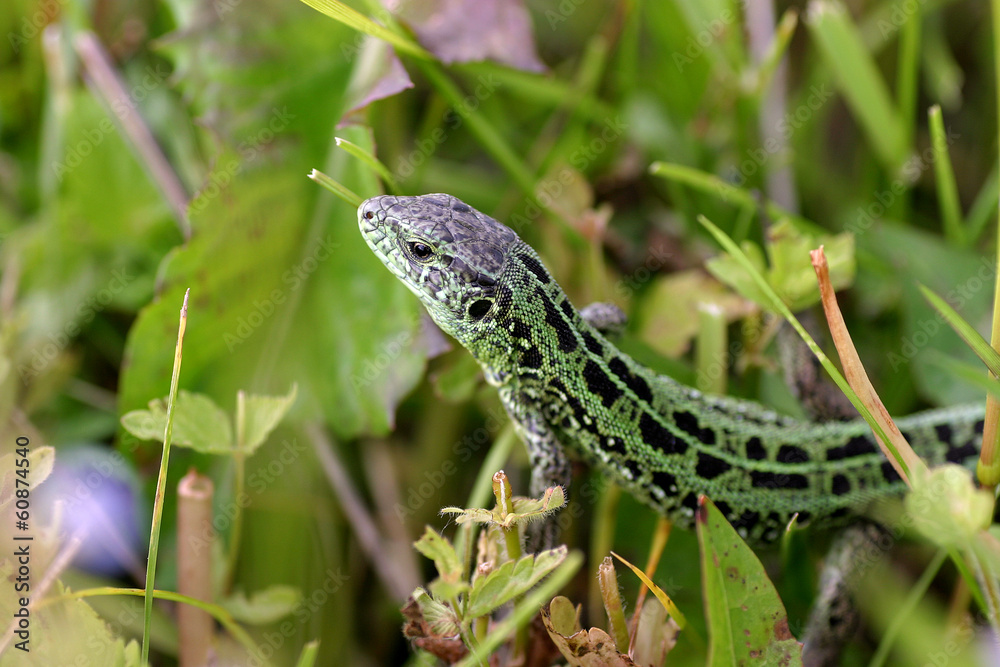 Lizard in the grass