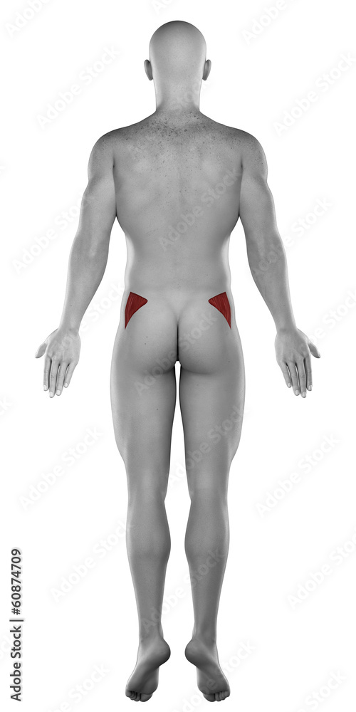 Gluteus medius male muscle anatomy posterior view isolated Gluteus medius male muscle anatomy posterior view isolated