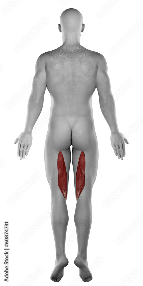 male SEMITENDINOSUS anatomy posterior view isolated male SEMITENDINOSUS anatomy posterior view isolated
