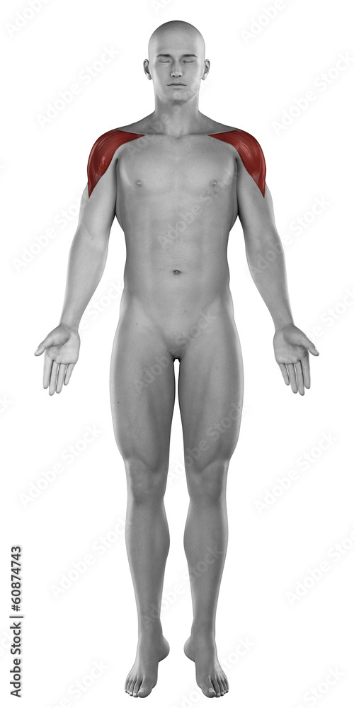 Deltoids male muscles anatomy anterior view isolated Deltoids male muscles anatomy anterior view isolated