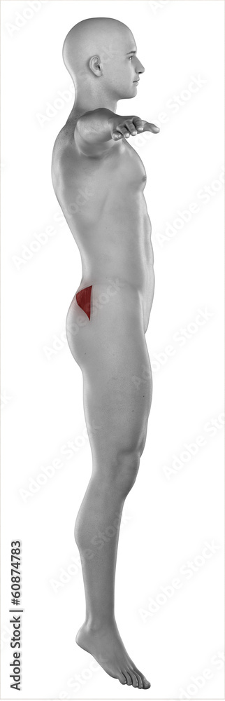 Naklejka premium ManGLUTEUS MEDIUS anatomy isolated