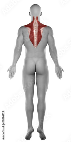 Trapezius male muscles anatomy posterior view isolated photo