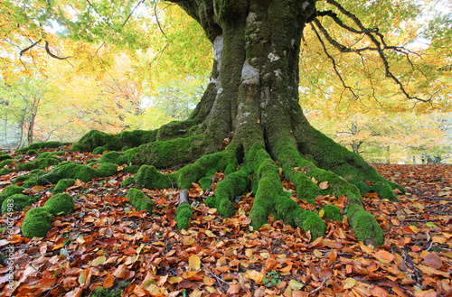 árbol con raices bosque otoño país vasco 2204-f14 photo