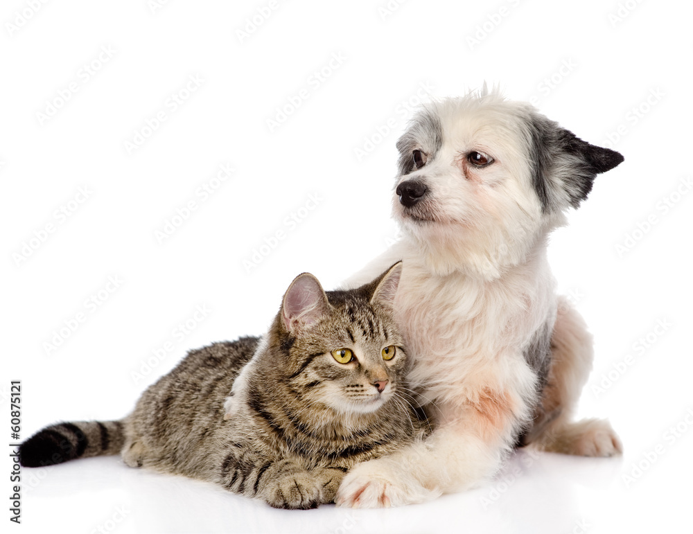 dog hugging cat. isolated on white background