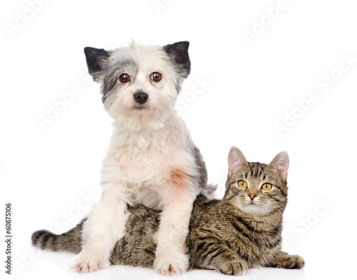 dog and cat together. isolated on white background