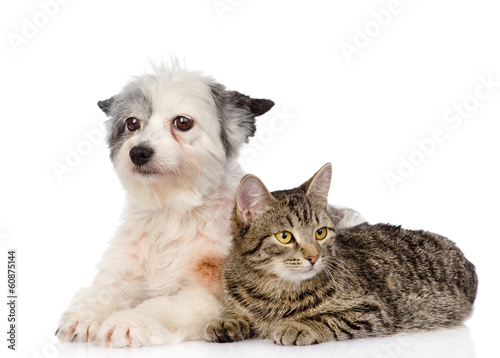 cat and dog lie nearby. isolated on white background