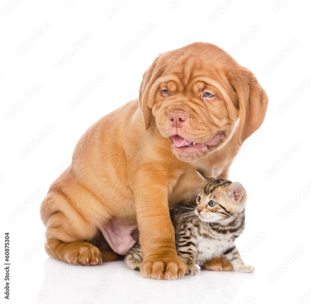 Bordeaux puppy dog and bengal kitten together. isolated Bordeaux puppy dog and bengal kitten together. isolated