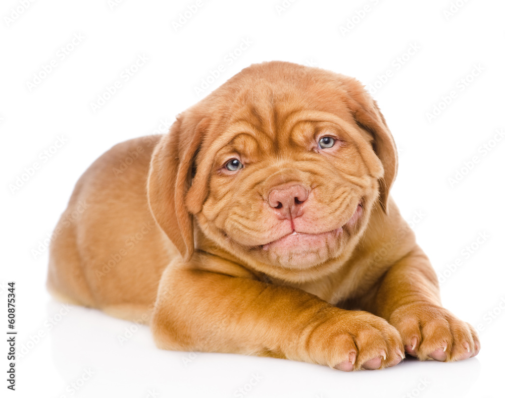 happy smiling Bordeaux puppy dog. isolated on white background happy smiling Bordeaux puppy dog. isolated on white background