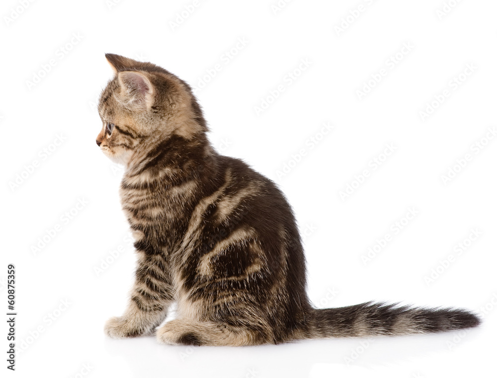 Fototapeta premium Scottish kitten in profile. isolated on white background