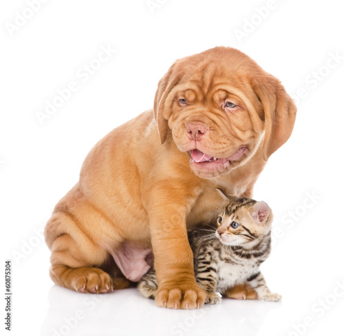 Bordeaux puppy dog and bengal kitten together. isolated 