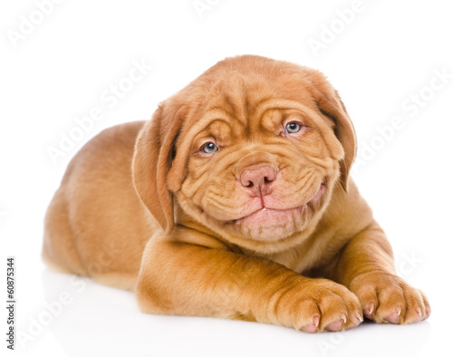 Fototapeta Naklejka Na Ścianę i Meble -  happy smiling Bordeaux puppy dog. isolated on white background