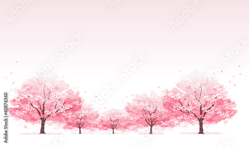 桜並木 Line of cherry blossom tree background #60876360
