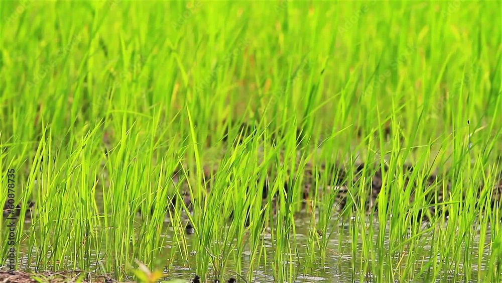 Rice farm in Thailand