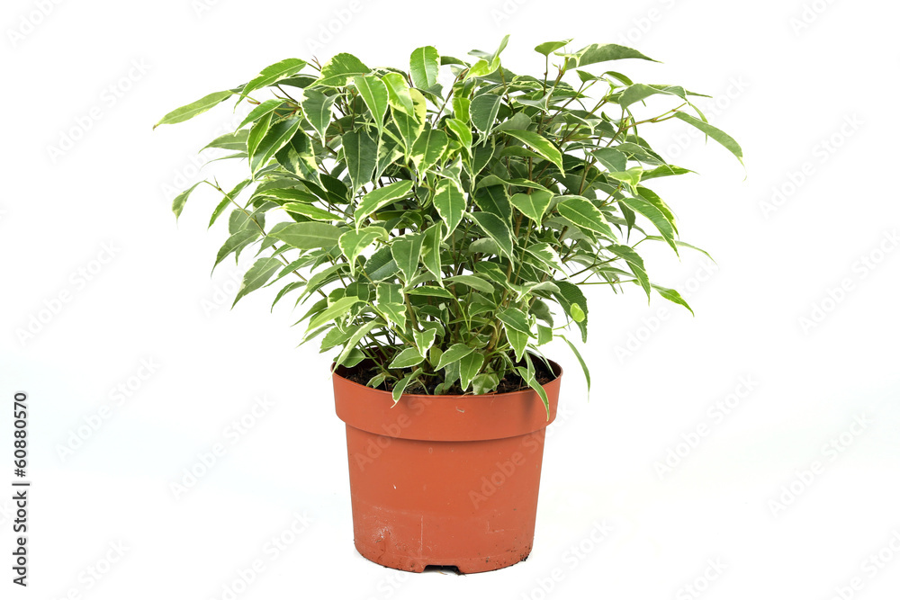 Ficus benjamini