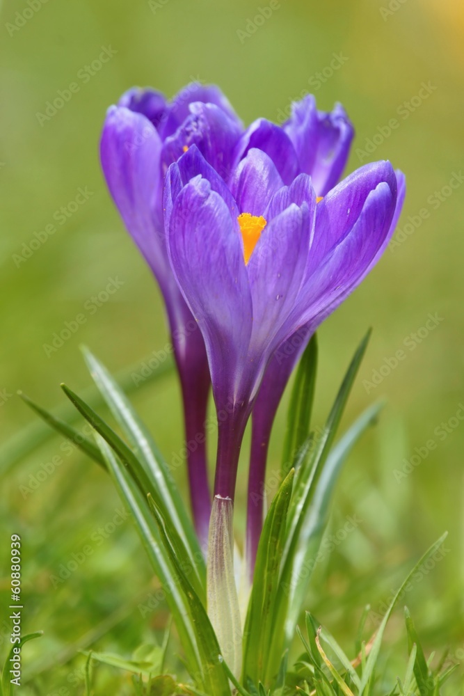 Crocus (Crocus L.) Saffron in the spring Crocus (Crocus L.) Saffron in the spring
