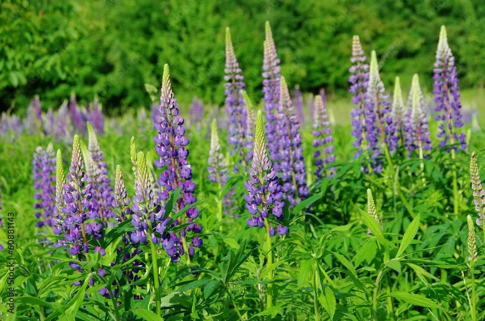 Lupine - lupin 13