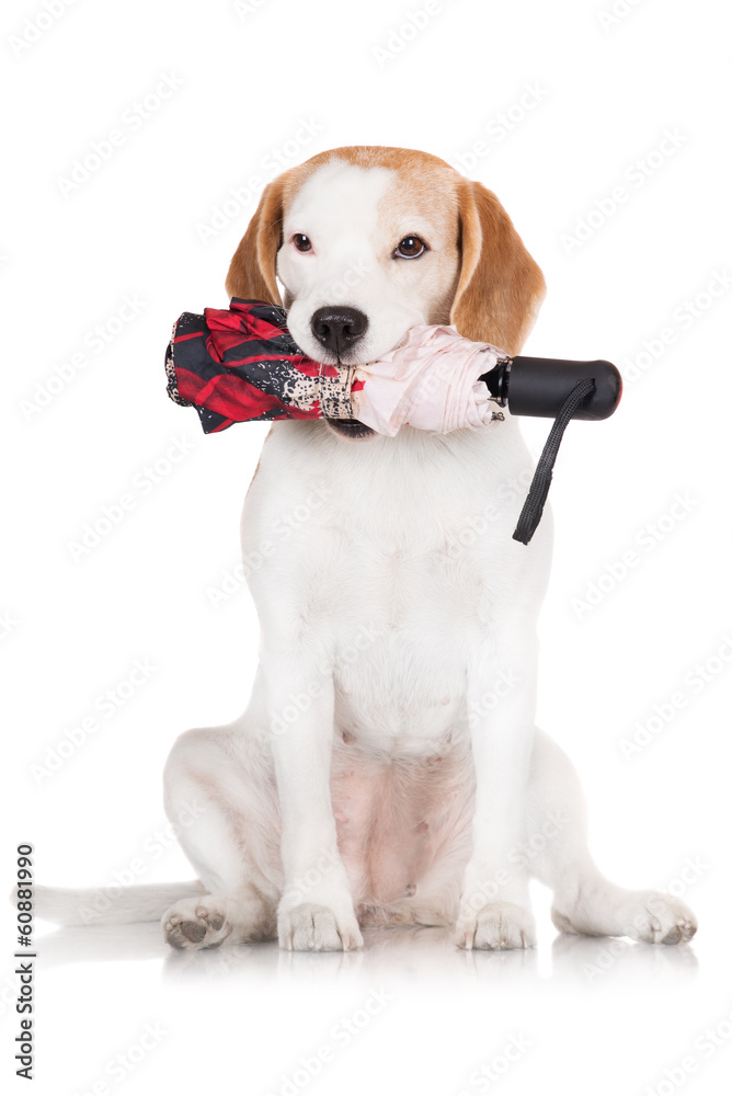beagle umbrella