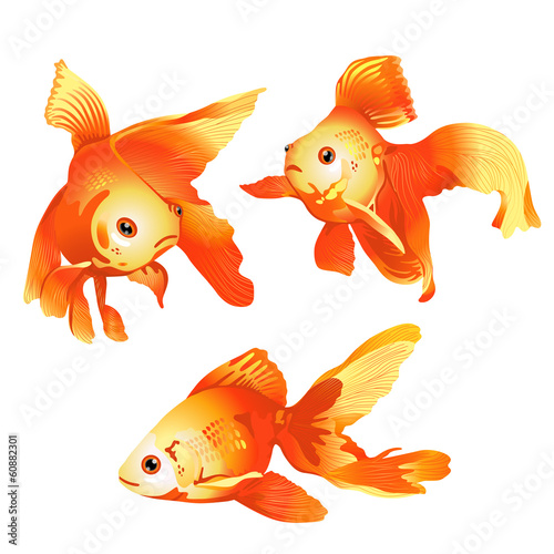goldfish