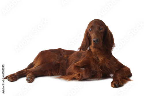 Obraz na płótnie Irish Setter over white